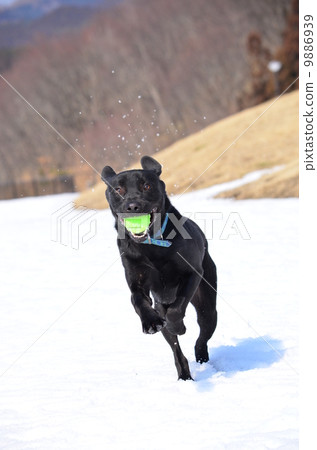 I got it♪ I got it♪ 9886939