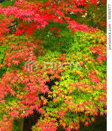 變色的Momiji 9886977