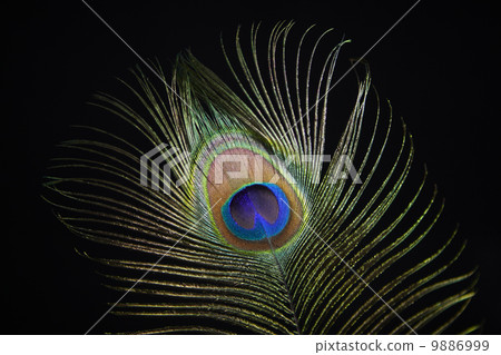 Peacock feather Peacock feather 9886999