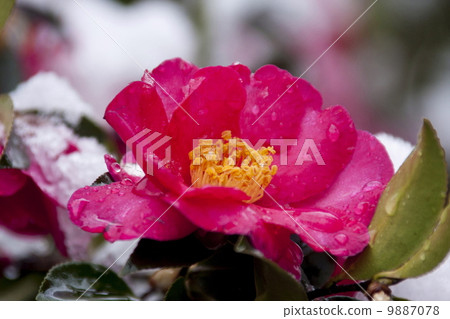 Snow and mountain flowers 9887078