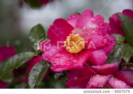 Snow and mountain flowers 9887079
