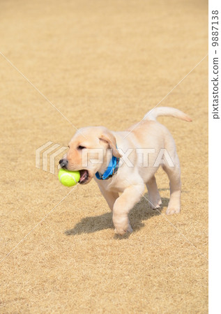 I took it ♪ 9887138