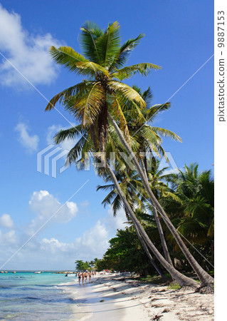 Caribbean Beach, Dominican Republic 9887153