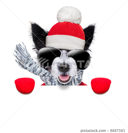 winter dog winter dog 9887381