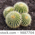 Barrel cactus in Botanical gardens 9887704