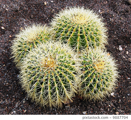 Barrel cactus in Botanical gardens Barrel cactus in Botanical gardens 9887704