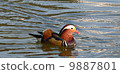 A colorful mandarin duck swimming in a pond 9887801