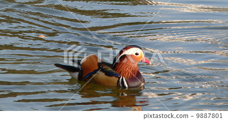 A colorful mandarin duck swimming in a pond 9887801