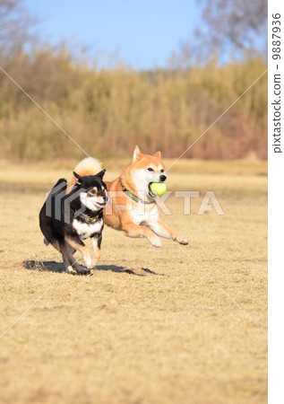 My ball! ! ! My ball! ! ! 9887936