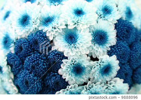 blue flowers blue flowers 9888096