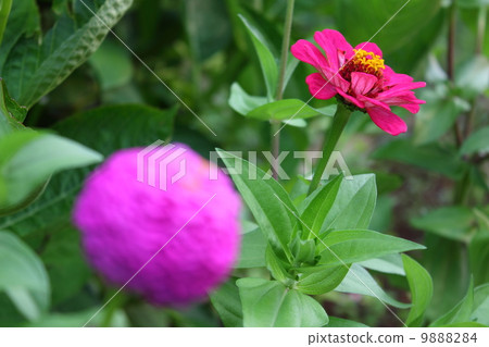 粉紅色著色 9888284