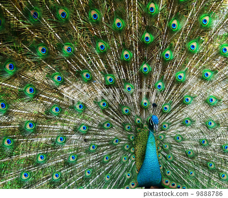 Green beautiful peacock 9888786