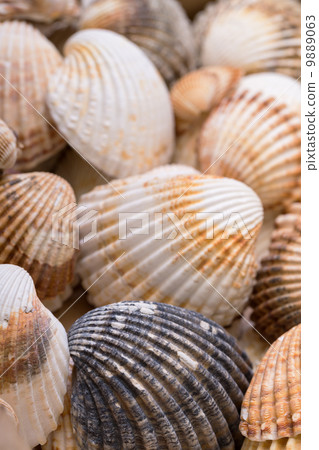 Heap textured sea shells 9889063