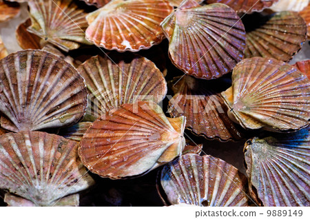Fresh scallops Fresh scallops 9889149