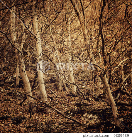 Dark mystical forest Dark mystical forest 9889489
