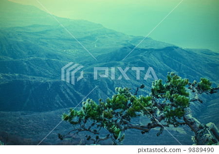 Lonely pine Lonely pine 9889490