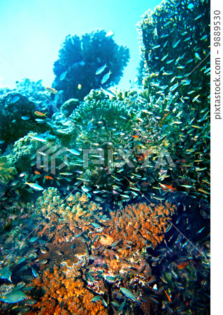 Group scuba diver in  water. 9889530