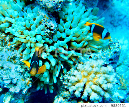 Group of coral fish  in water. 9889531