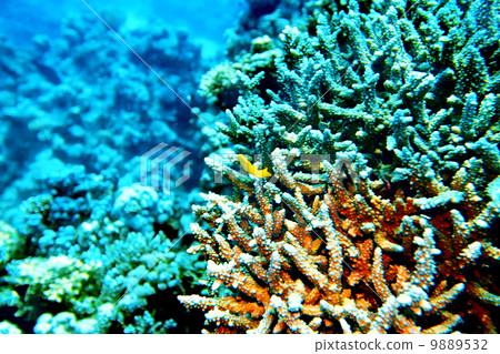 Group of coral fish  water. 9889532