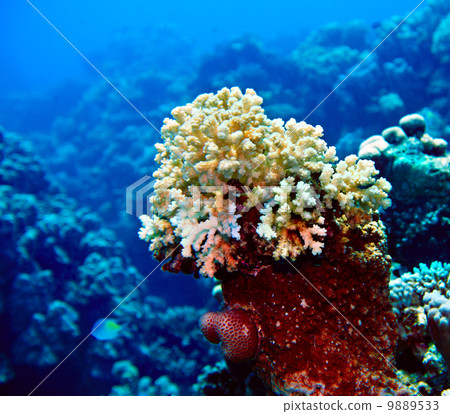 Group of coral fish water. Group of coral fish water. 9889533