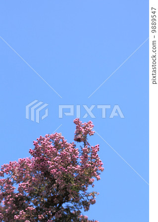 JANOME Erika and blue sky 9889547