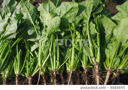 收穫後的菠菜 9889845