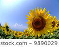Sunflower field and blue sky 9890029