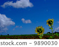 Sunflowers and the blue sky (backwards) 9890030