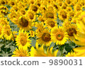 Sunflower field 9890031
