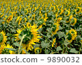 Sunflower field (backwards) 9890032