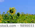 Sunflower field and blue sky (backwards) 9890033