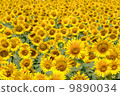Sunflower field 9890034