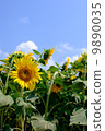 Sunflower field and blue sky 9890035