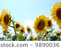 Sunflower field and blue sky 9890036