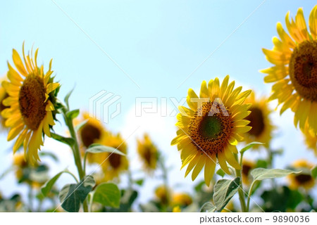 Sunflower field and blue sky 9890036
