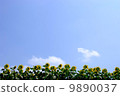 Sunflower field and blue sky (backwards) 9890037