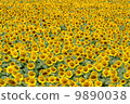 Sunflower field 9890038