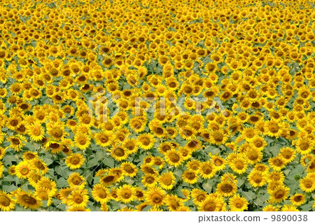 Sunflower field Sunflower field 9890038