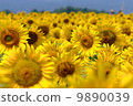 Sunflower field and blue sky 9890039