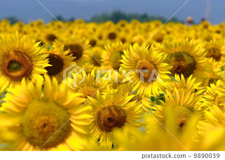 Sunflower field and blue sky Sunflower field and blue sky 9890039