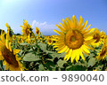 Sunflower field and blue sky 9890040