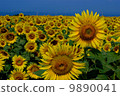 Sunflower field and blue sky 9890041