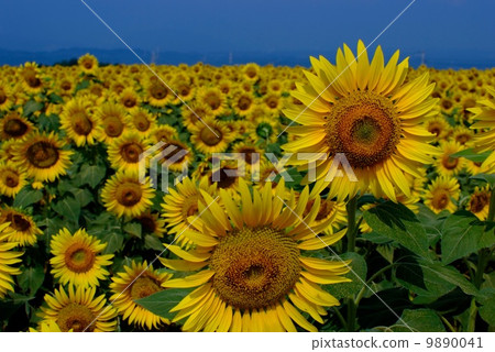 Sunflower field and blue sky Sunflower field and blue sky 9890041