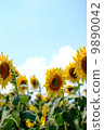 Sunflower field and blue sky 9890042