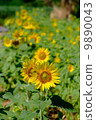 Sunflower field 9890043