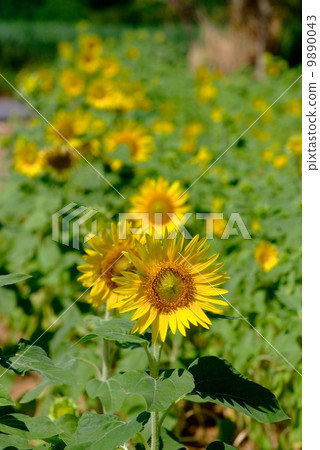 Sunflower field Sunflower field 9890043