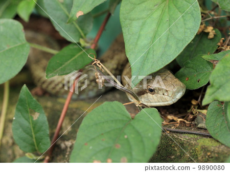 生物爬行動物繁殖草 生物爬行動物繁殖草 9890080