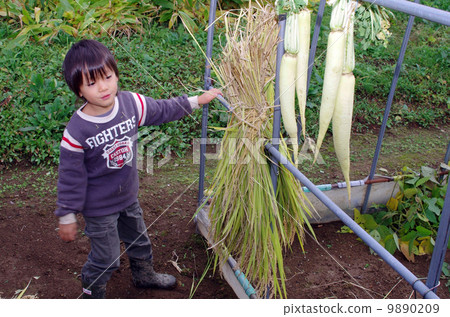 收穫風景(乾米飯場景) 收穫風景(乾米飯場景) 9890209