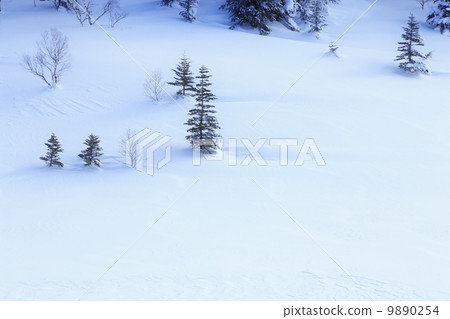 A quiet forest 9890254