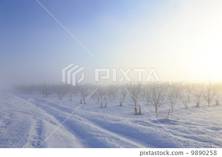 Winter in orchard 9890258